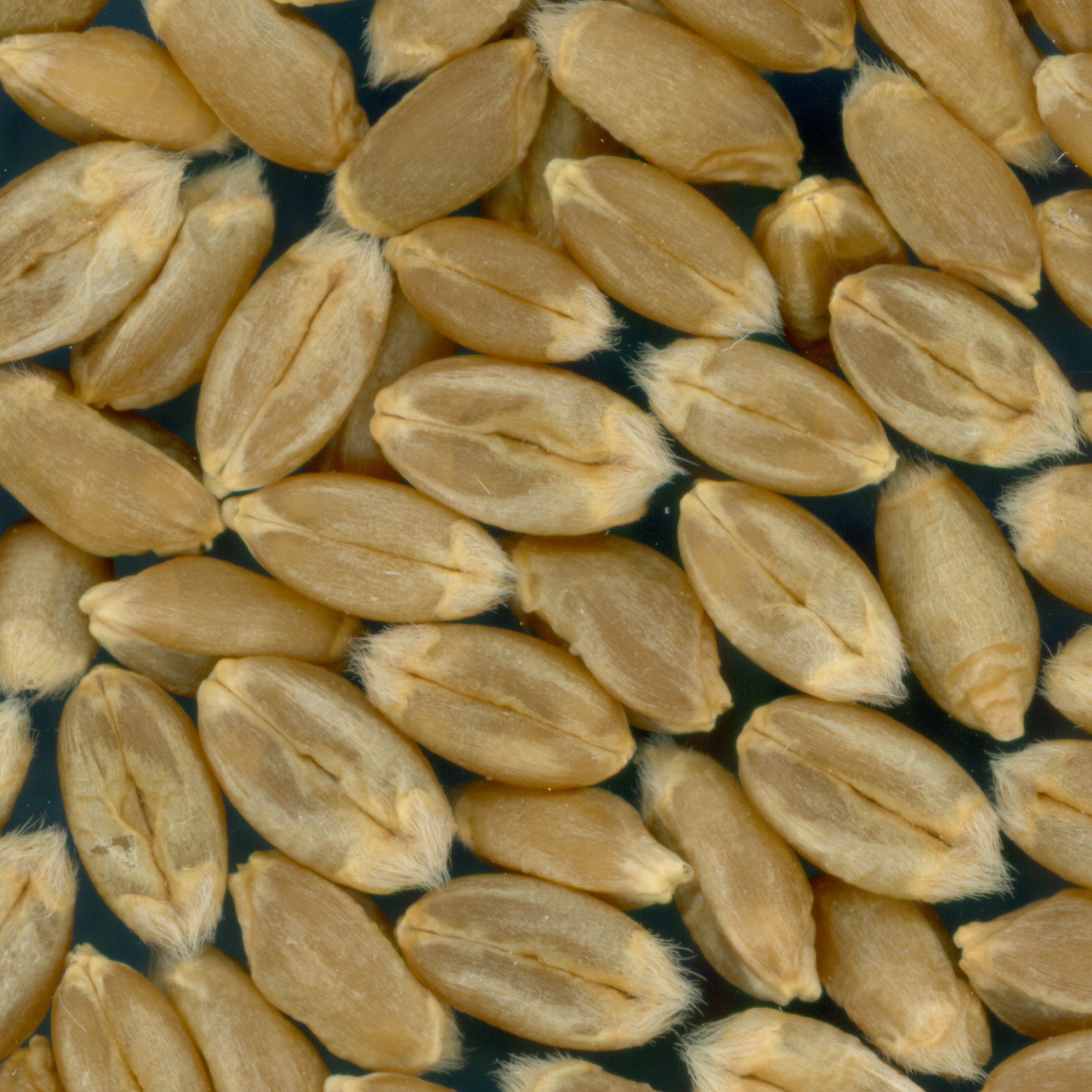 KERNELS